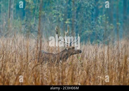 Buck Barasingha (Recurvus duvaucelii) im Kanha National Park Indien Stockfoto