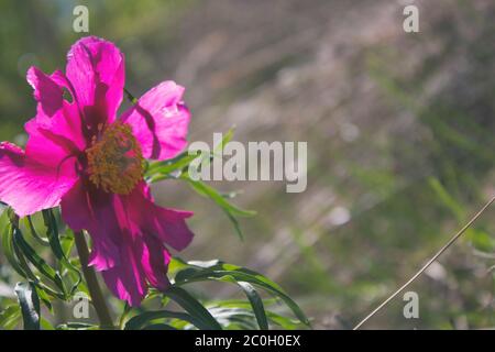 Paeonia anomala. Rosa einfache Pfingstrose "Aryin Wurzel" . Speicherplatz kopieren. Stockfoto