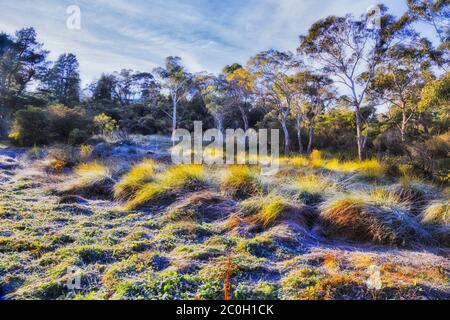 Frostige Gras, Sträucher und Gummibäume in Katoomba Stadt lokalen Park in der Nacht der Wintersaison. Australische blaue Berge. Stockfoto