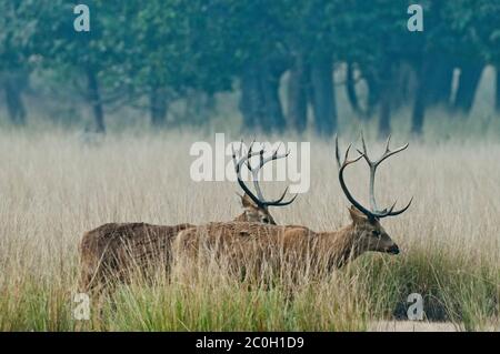 Buck Barasinghas (Recurvus duvaucelii) im Kanha National Park Indien Stockfoto