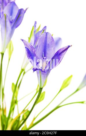 BRODIAEA Blume Stockfoto