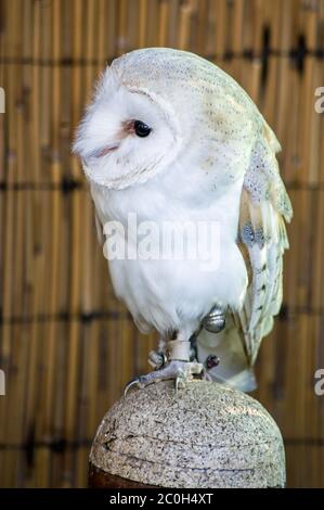 Eine Gefangene Scheune Eule, lateinischer Name Tyto Alba, die auf einem schattigen Barsch sitzt. Stockfoto