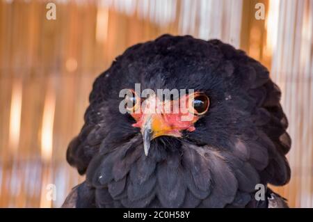 Nahaufnahme des Kopfes eines Bateleur-Adlers, lateinischer Name Terathopius Ecaudatus. Captive Kreatur sitzt auf einem Barsch im Schatten. Stockfoto