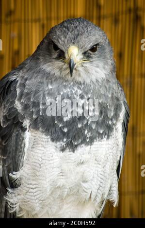 Ein gefangener chilenischer Adler, lateinischer Name Geranoaetus melanoleucus. Auch bekannt als ein Schwarzer Bussardler. Stockfoto