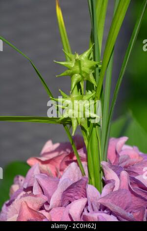 carex greyi abstrakte blühende Pflanze in voller Sonne Garten Stockfoto