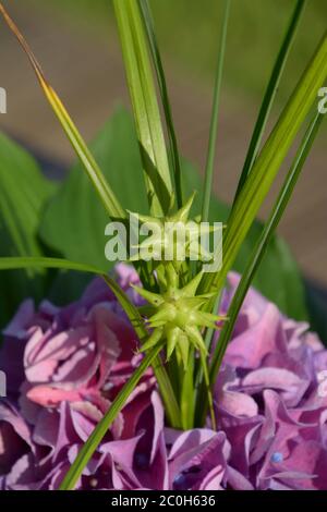 Graue Segge als Dekoration in einem Bouquet Stockfoto