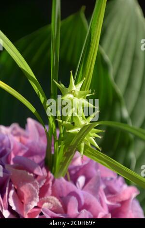 carex greyi Nahaufnahme in einem Sommerblumenstrauß Stockfoto