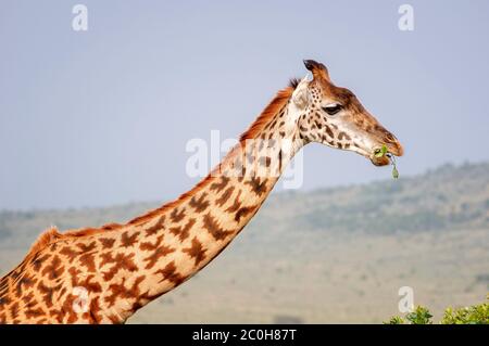 Masai Giraffe, Giraffa camelopardalis, im Masai Mara National Reserve. Kenia. Afrika. Stockfoto