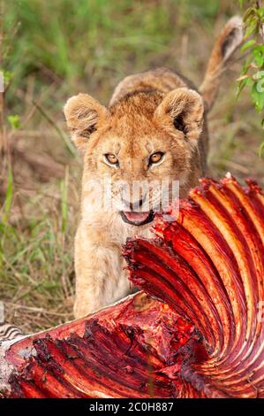 Der junge Löwe Panthera leo, der die Überreste eines Zebras im Masai Mara National Reserve frisst. Kenia. Afrika. Stockfoto