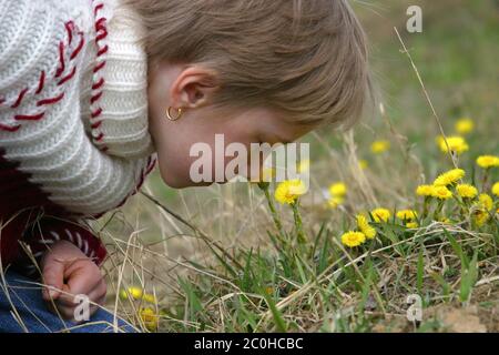 Gelbe Blumen Stockfoto