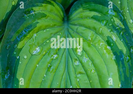 Frisches grünes Blatt einer Hosta Pflanze mit Regentropfen im Garten im Frühjahr, Botanische Tapete Hintergrund Stockfoto