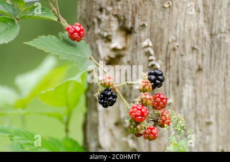 Rubus fruticosus, Rubus laciniatus, rote und schwarze Brombeeren, Nahaufnahme, im Freien in Deutschland, Westeuropa Stockfoto