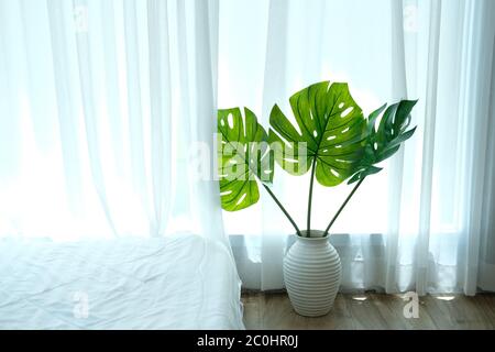 monstera Pflanze in Keramik Vase neben sehen durch transparente  Fenstervorhang. Spaltblatt philodendron (Monstera deliciosa Bltter  Stockfotografie - Alamy