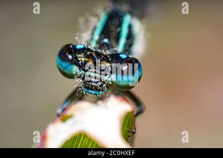 Blauer Drache fliegt im Sommer auf Gras Stockfoto