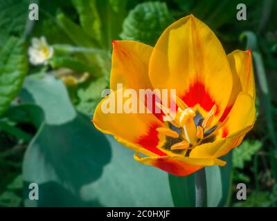 Gelbe Tulpe auf grünem Hintergrund. Stockfoto