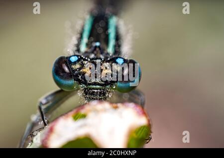 Blauer Drache fliegt im Sommer auf Gras Stockfoto