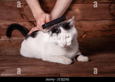 Ein Mann kämmt eine schwarz-weiße Katze mit einem Kamm für Tiere. Katzenwäscher. Hände entfernen überschüssiges Haar von der Katze. Die Katze maust mit weißer Wolle, die ent Stockfoto