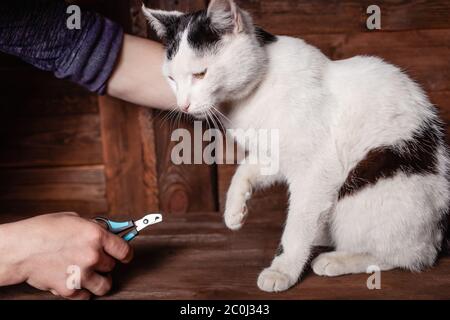 Ein Mann schneidet eine schwarz-weiße Katze Krallen mit einem speziellen Clipper. Die Katze auf einem braunen Holztisch sitzt ruhig. Eine Klaue einer Katze pflegen. Stockfoto