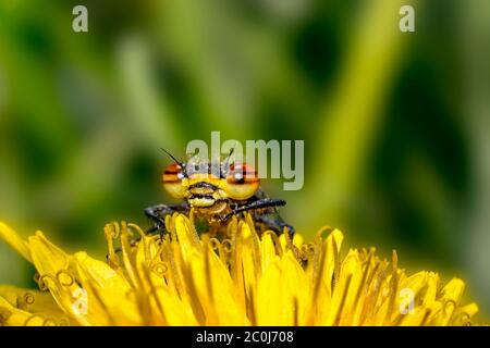 drachen fliegen auf gelben Löwenzahn Blume in der Sommersaison Stockfoto