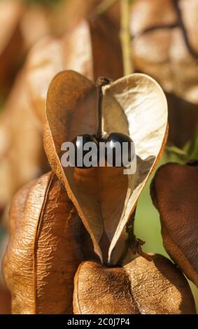 Goldenrain tree Stockfoto