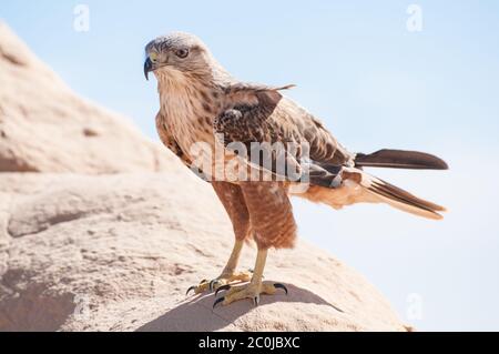 Foto von Falken, die in der Wüste leben Stockfoto