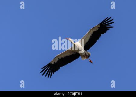 Sythen, Münsterland, Deutschland. Juni 2020. Ein Weißstorch (Ciconia ciconia) nutzt Luftthermik, um auf seinem frühen morgendlichen Nahrungssuche mühelos in den Himmel zu gleiten. Das Paar ist jedes Jahr zu einem nahe gelegenen Nest zurückgekehrt und füttert noch immer ihre beiden Küken. In der deutschen Mythologie hat der Weißstorch einen besonderen Platz, er gilt als Schutz von Häusern vor Feuer und ist auch als "Klapperstorch" bekannt, der Babys bringt, indem er sie in einem Korb durch den Kamin wirft. Kredit: Imageplotter/Alamy Live Nachrichten Stockfoto