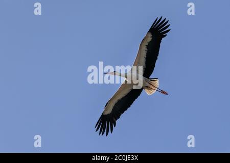 Sythen, Münsterland, Deutschland. Juni 2020. Ein Weißstorch (Ciconia ciconia) nutzt Luftthermik, um auf seinem frühen morgendlichen Nahrungssuche mühelos in den Himmel zu gleiten. Das Paar ist jedes Jahr zu einem nahe gelegenen Nest zurückgekehrt und füttert noch immer ihre beiden Küken. In der deutschen Mythologie hat der Weißstorch einen besonderen Platz, er gilt als Schutz von Häusern vor Feuer und ist auch als "Klapperstorch" bekannt, der Babys bringt, indem er sie in einem Korb durch den Kamin wirft. Kredit: Imageplotter/Alamy Live Nachrichten Stockfoto
