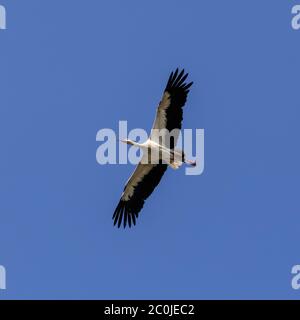 Sythen, Münsterland, Deutschland. Juni 2020. Ein Weißstorch (Ciconia ciconia) nutzt Luftthermik, um auf seinem frühen morgendlichen Nahrungssuche mühelos in den Himmel zu gleiten. Das Paar ist jedes Jahr zu einem nahe gelegenen Nest zurückgekehrt und füttert noch immer ihre beiden Küken. In der deutschen Mythologie hat der Weißstorch einen besonderen Platz, er gilt als Schutz von Häusern vor Feuer und ist auch als "Klapperstorch" bekannt, der Babys bringt, indem er sie in einem Korb durch den Kamin wirft. Kredit: Imageplotter/Alamy Live Nachrichten Stockfoto