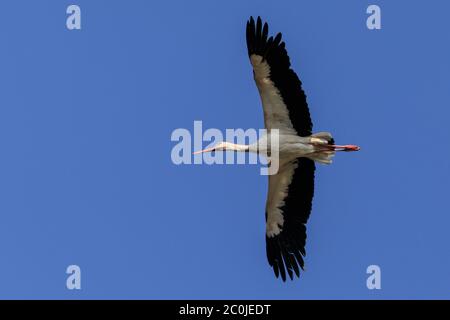 Sythen, Münsterland, Deutschland. Juni 2020. Ein Weißstorch (Ciconia ciconia) nutzt Luftthermik, um auf seinem frühen morgendlichen Nahrungssuche mühelos in den Himmel zu gleiten. Das Paar ist jedes Jahr zu einem nahe gelegenen Nest zurückgekehrt und füttert noch immer ihre beiden Küken. In der deutschen Mythologie hat der Weißstorch einen besonderen Platz, er gilt als Schutz von Häusern vor Feuer und ist auch als "Klapperstorch" bekannt, der Babys bringt, indem er sie in einem Korb durch den Kamin wirft. Kredit: Imageplotter/Alamy Live Nachrichten Stockfoto