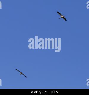 Sythen, Münsterland, Deutschland. Juni 2020. Zwei Weißstörche (Ciconia ciconia) nutzen Luftthermik, um auf ihrem frühen morgendlichen Nahrungssuche mühelos in den Himmel zu gleiten. Das Paar ist jedes Jahr zu einem nahe gelegenen Nest zurückgekehrt und füttert noch immer ihre beiden Küken. In der deutschen Mythologie hat der Weißstorch einen besonderen Platz, er gilt als Schutz von Häusern vor Feuer und ist auch als "Klapperstorch" bekannt, der Babys bringt, indem er sie in einem Korb durch den Kamin wirft. Kredit: Imageplotter/Alamy Live Nachrichten Stockfoto