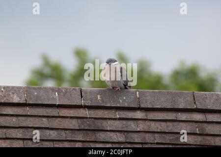 Waldtaube. Columba palumbus. Auf dem Dach des Hotels tuschieren sich Erwachsene. Britische Inseln Stockfoto