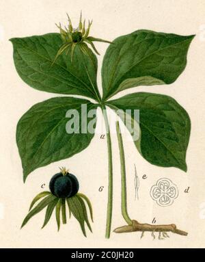 Paris quadrifolia, herb-paris oder wahrer Liebhaberknoten / Paris quadrifolia / Einbeere (, ) Stockfoto