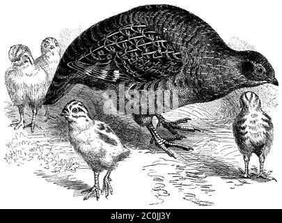 Graupapphuhn / Perdix perdix / Rebhuhn (Biologie, 1889) Stockfoto