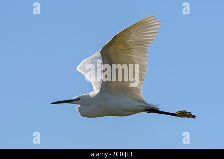 Kleiner Reiher - Egretta garzetta, schöner weißer Reiher aus dem euroasiatischen Süßwasser, Insel Pag, Kroatien. Stockfoto