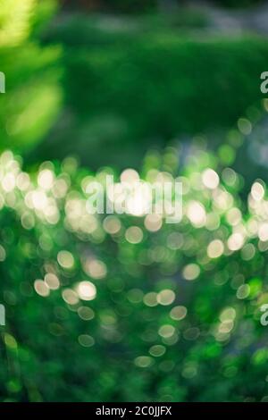 Abstrakt natürliche grüne Bokeh Hintergrund, grüne Bokeh von Baum Stockfoto