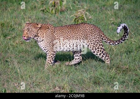 Seitenansicht eines wunderschönen weiblichen Leoparden, der in Masai Mara, Kenia, spaziert Stockfoto