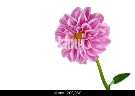 Rosa Dahlia groß auf weißem Hintergrund - seitlich von rechts in das Bild geklappt - als Vorlage für den Hintergrund Stockfoto