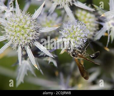 Gras - die Wespe" Isodontia mexicana' Stockfoto