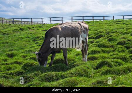 Eine Kuh im Fahrerlager auf einem Hügel frisst frisches grünes Gras. Vor dem Hintergrund von Himmel und Wolken. Heller sonniger Sommertag. Leerzeichen für Text Stockfoto