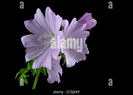 Malve - Malva sylvestris - große Käsepppel - auf schwarzem Hintergrund Stockfoto