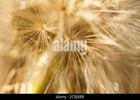 Löwenzahnsamen verwehen im wind Stockfoto
