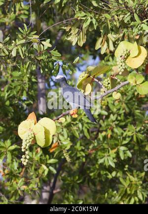 Weiße Krontaube (Patagioenas leucocephala) an Stockfoto