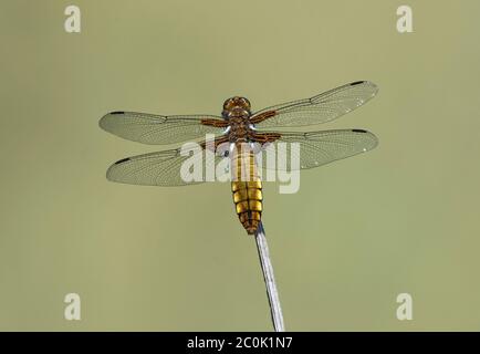 Breiter Körper Verfolger, Libellula depressa, weiblich, auf Stock, Lancashire, Großbritannien Stockfoto