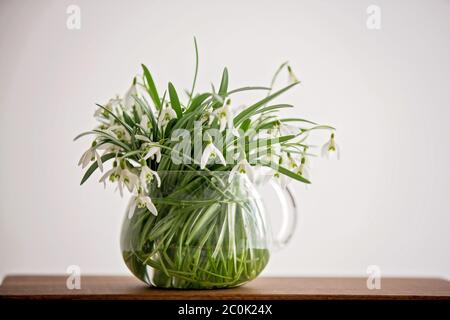 Schöner Junge, Kleinkind blonde Kind, hält Frühlingsblumen, schöne Schneeglöckchen in einer Vase Stockfoto