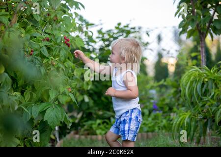 Kleiner Kleinkind Junge, Kind, Raspberien sammeln im Garten Stockfoto