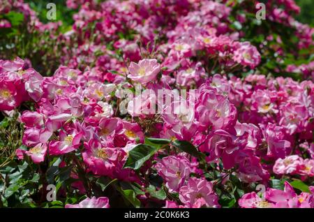 Bush mit Teesrosen Blumen in der Sonne. Welkende rosa Blüten. Natürlicher Hintergrund. Selektiver Fokus. Stockfoto