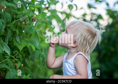 Kleiner Kleinkind Junge, Kind, Raspberien sammeln im Garten Stockfoto