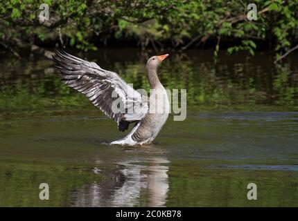 Graugans, Anser anser, waschen, aufpresen und ins Wasser spritzen, seine Federn und Gefieder putzen, Lancashiire, UK Stockfoto