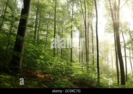 Buche im Frühlingswald auf einem Berghang nach Regen Stockfoto