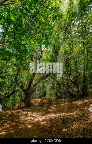 Laubwald Landschaft, Naturschutz Abenteuer Konzept. Asturien Spanien Sonne Licht zwischen Bäumen Stockfoto